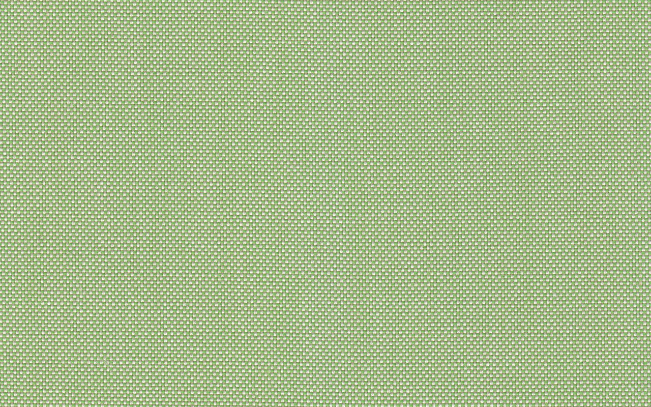 Panama Parrot Green
