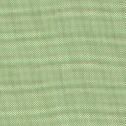 Panama Parrot Green